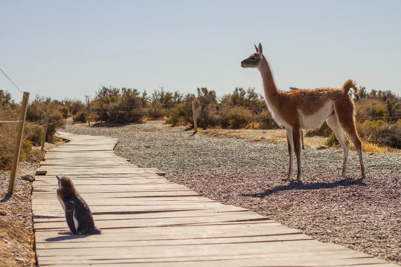 Record de visitas en Punta Tombo