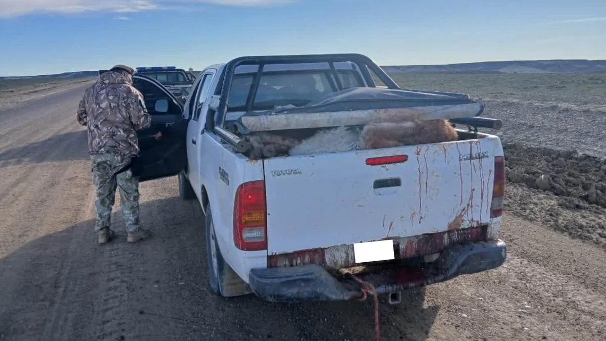 Decomisaron nueve guanacos y una carabina en control vial