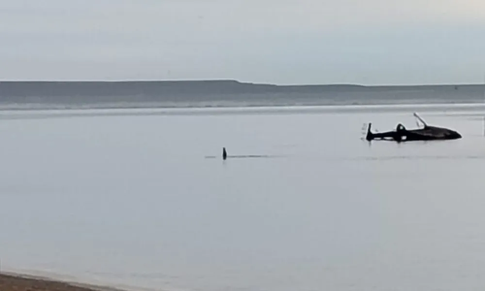 BALLENAS EN PLAYA PARANÁ