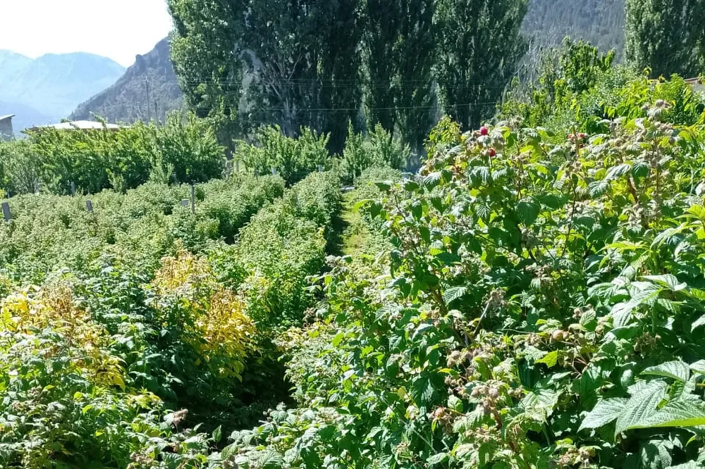 cosecha de frutas en El Hoyo