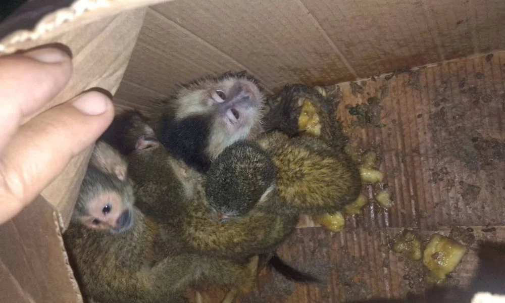 Rescataron cinco monos trasladados en una caja en Salta