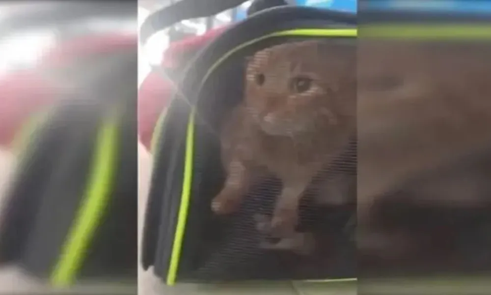 Gato