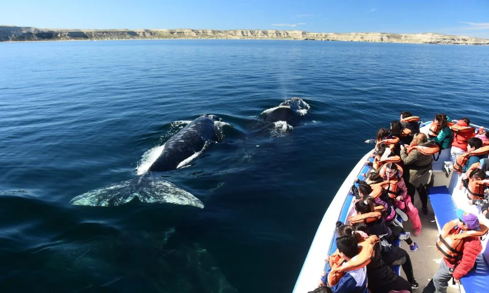 Avistaje de ballenas