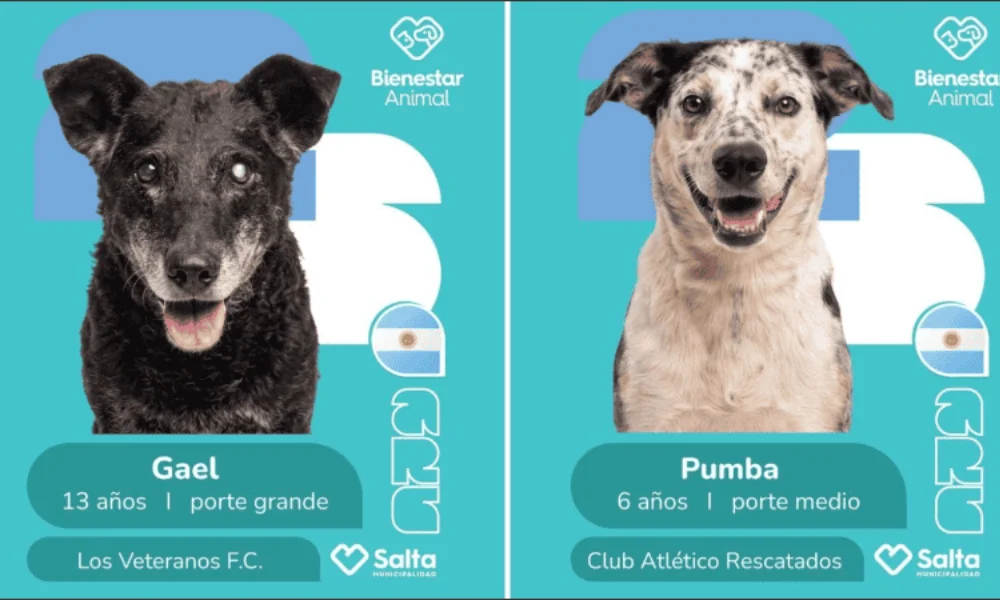 Cada perro fue presentado como si integrara un plantel mundialista, con su propia figurita, datos personales y hasta un “equipo”.