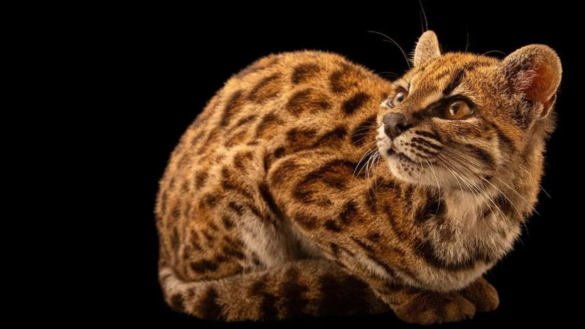 Gato Tilcayo