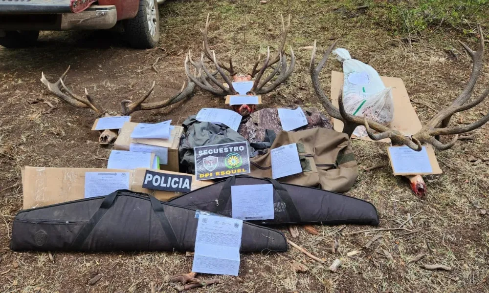 Secuestro de armas y trofeos de ciervo
