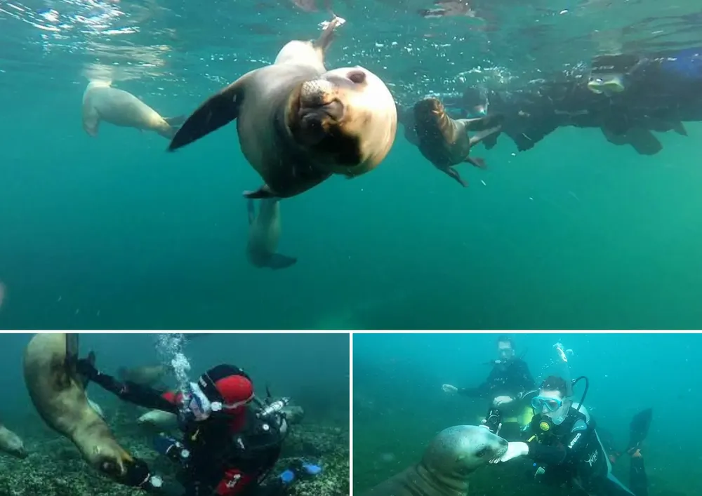 Retoman las excursiones de snorkelling con los lobos. Buceo estaba habilitado La gripe aviar y la propagación a las colonias de lobos marinos provocó la prohibición de las excursiones en Puerto Madryn
