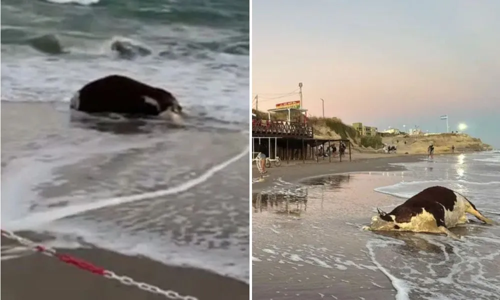 VACA EN EL MAR DE LAS GRUTAS