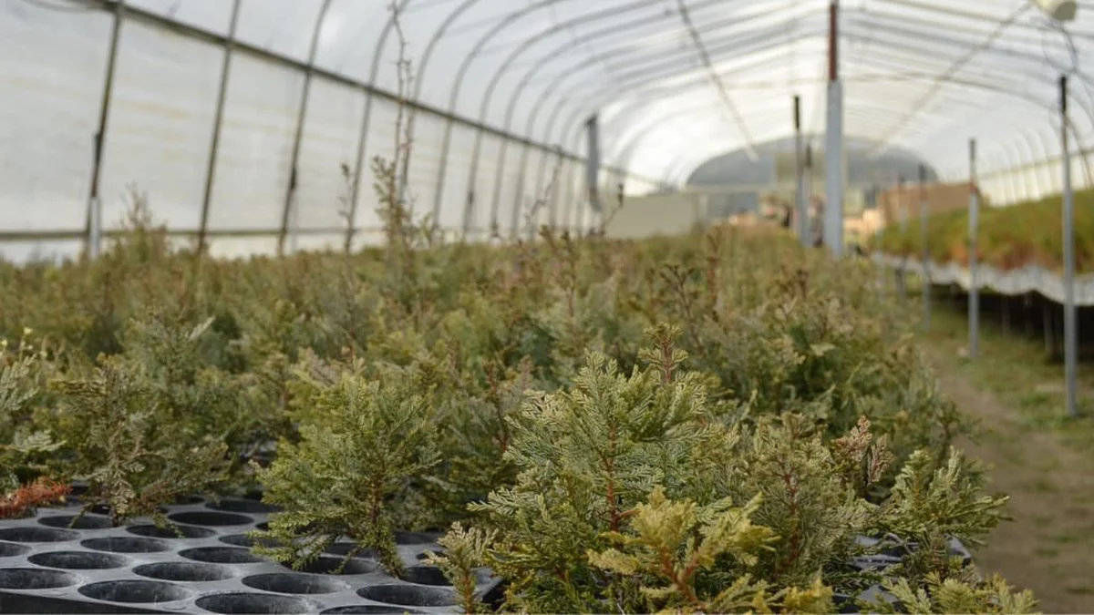 Plantarán más de 100 mil árboles nativos en zonas afectadas por incendios