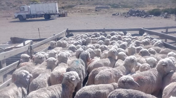 Animales encerrados en la estancia abandonada
