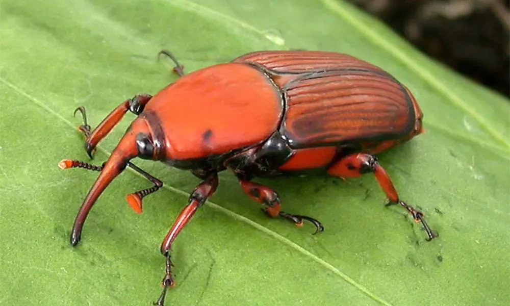 Picudo rojo