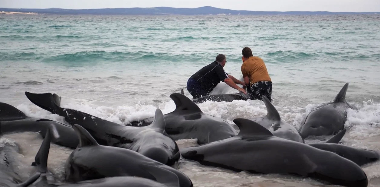 Ballenas Varadas