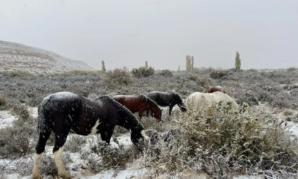 The World From a Horse El Muindo desde un caballo 10