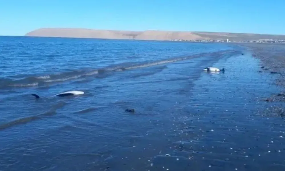 Toninas muertas en Comodoro