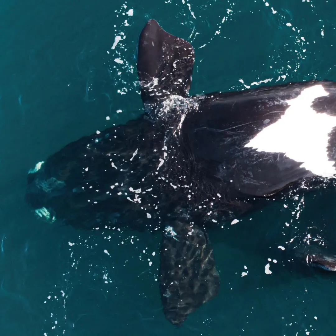 Ballena Franca