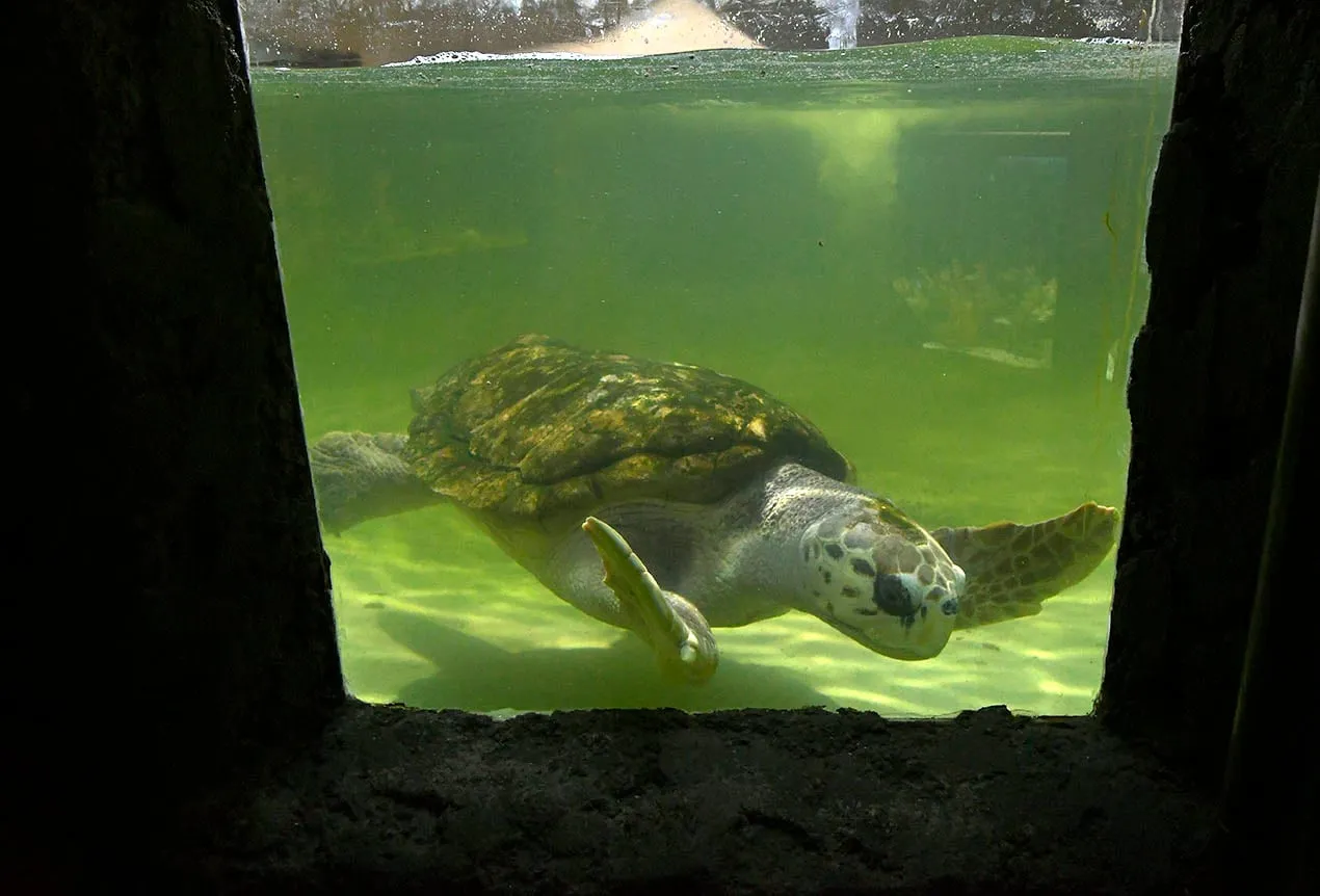 Tortugo Jorge