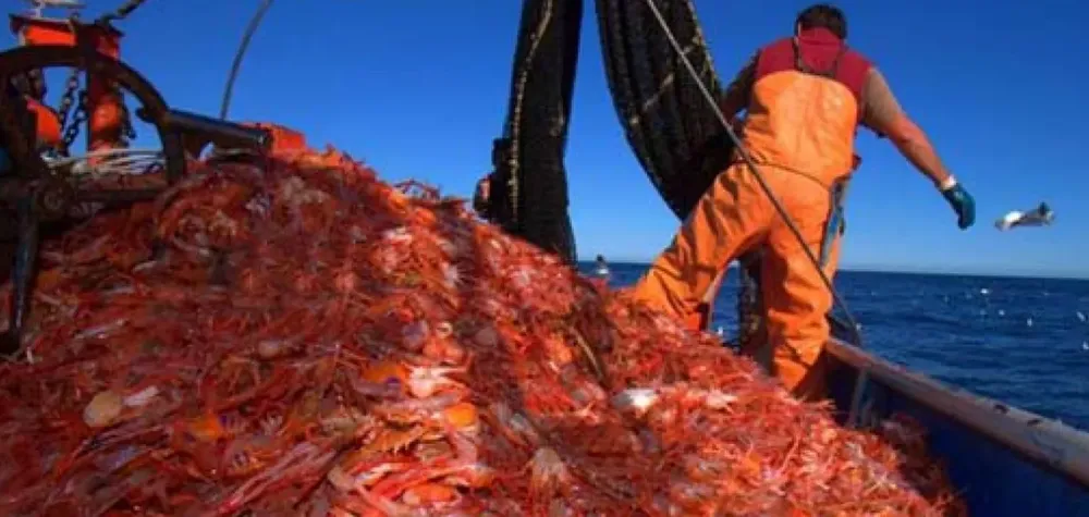 langostino