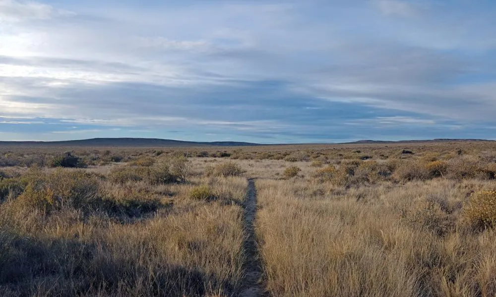 amanecer Cielo y vegetación en Puerto Madryn