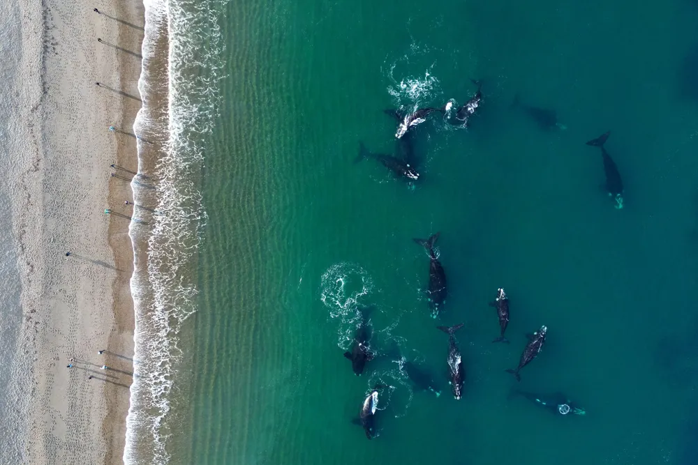 ballenas doradillo