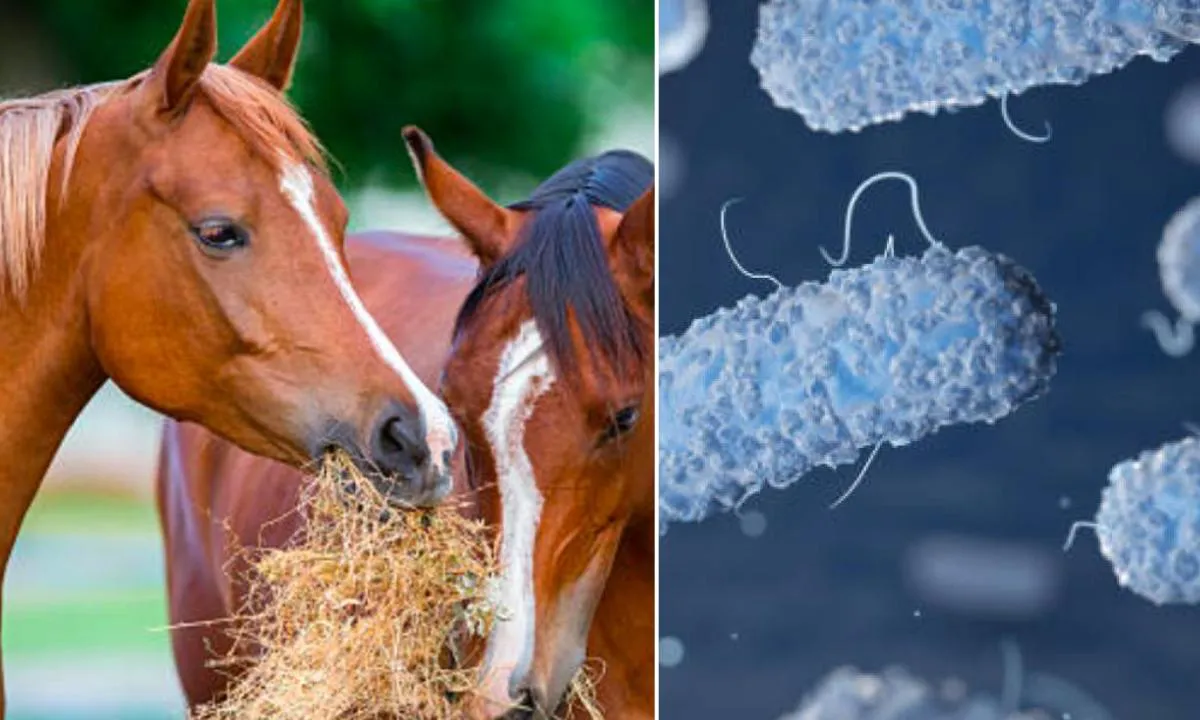 Virus de Encefalomielitis Equina