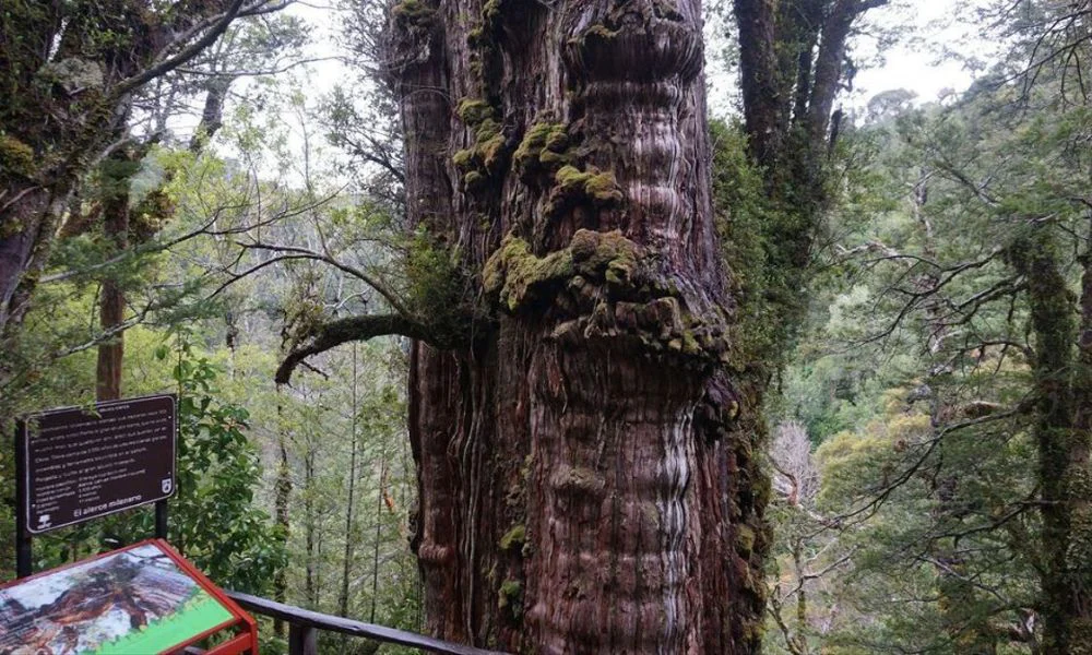 Alerce Abuelo. Foto El Planeta Urbano
