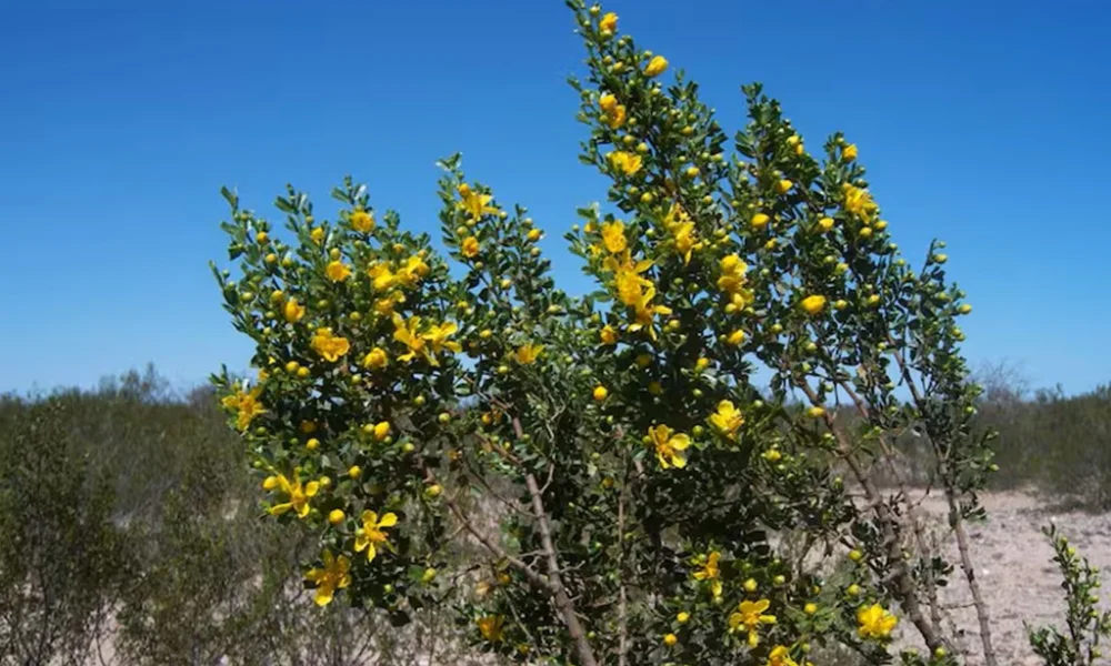 Jarilla