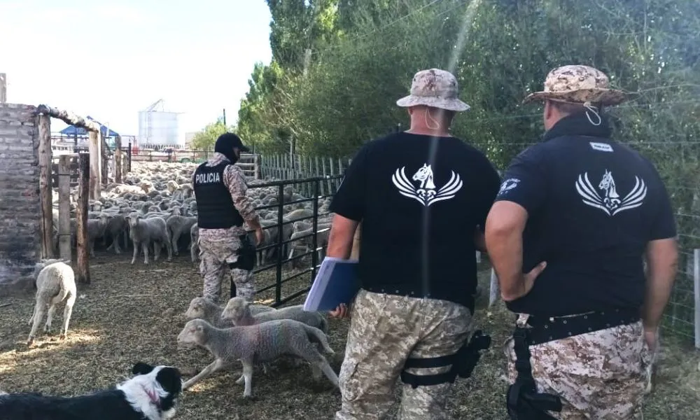 Secuestraron ganado durante un operativo en tres localidades de Chubut