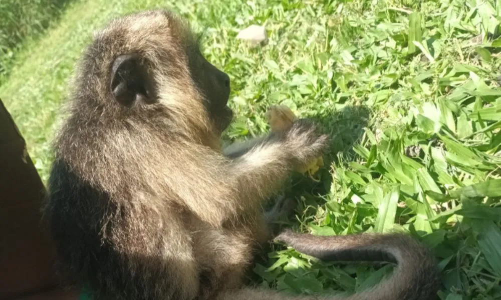 Mono carayá rescatado en la Ruta 11
