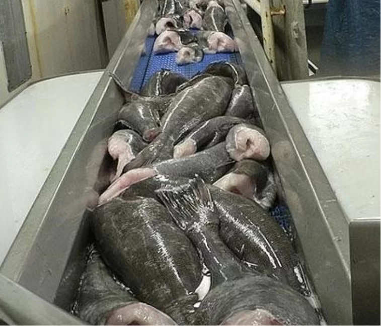 Pesca de Merluza negra