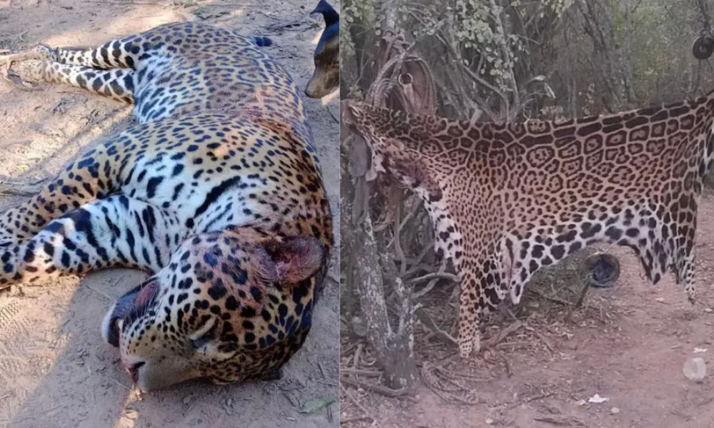 Yaguareté