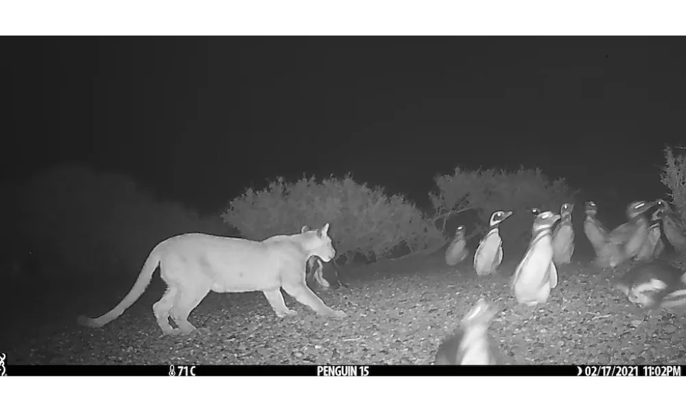 Pumas y Pingüinos-2