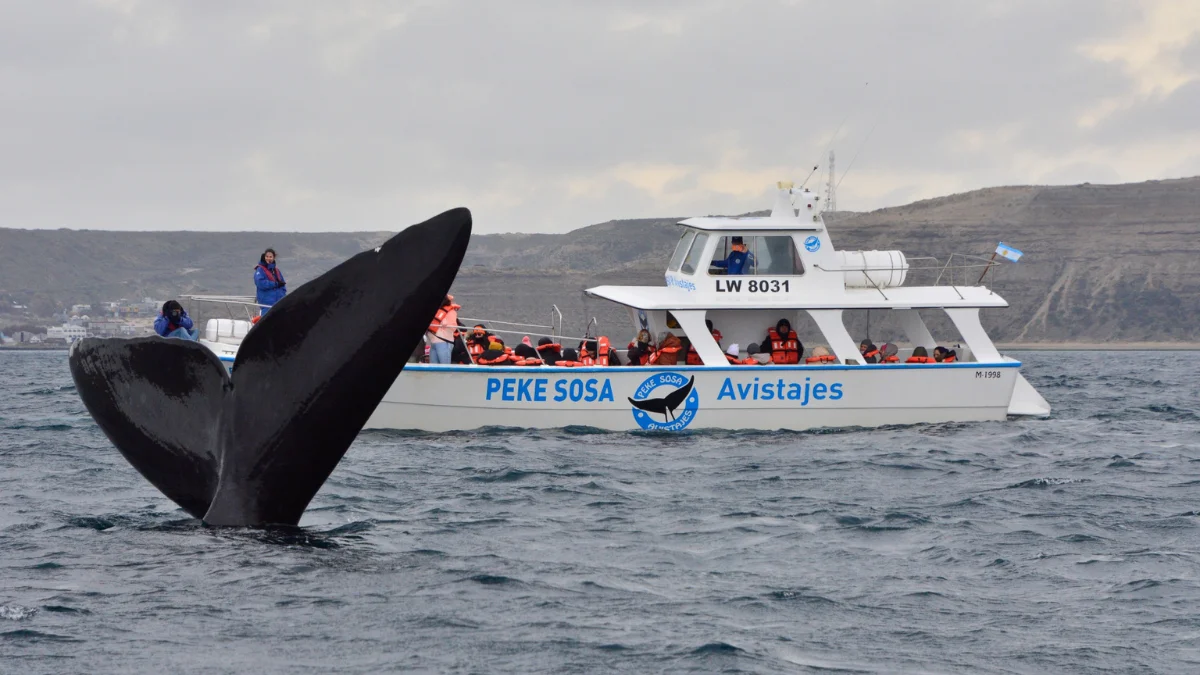 Peke Sosa avistaje de ballenas