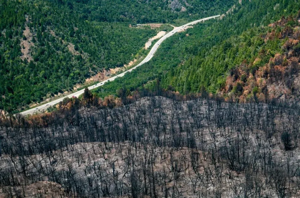 rio negro forestal