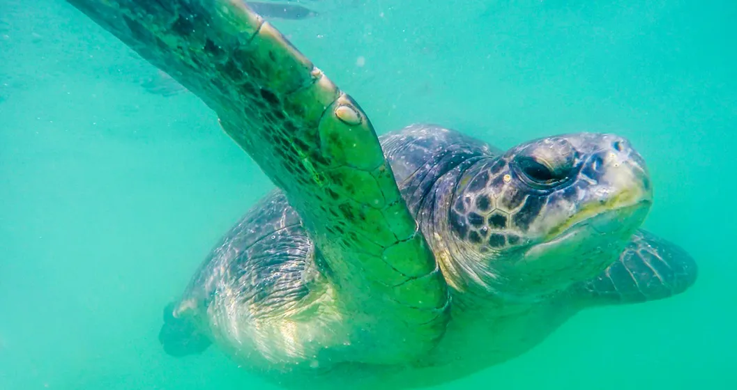 Tortugas marinas en El Ñuro (Foto: Luis Carrera / WWF Perú)
