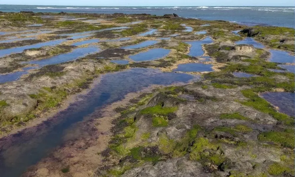 aniversario de IBIOMAR