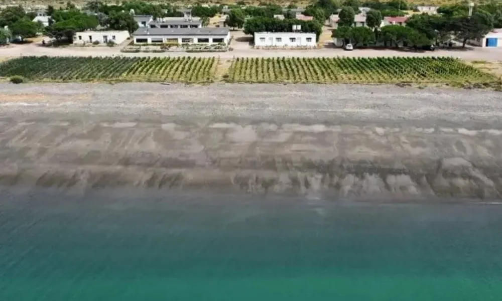 viñedo camarones