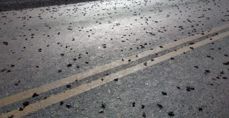 tucuras