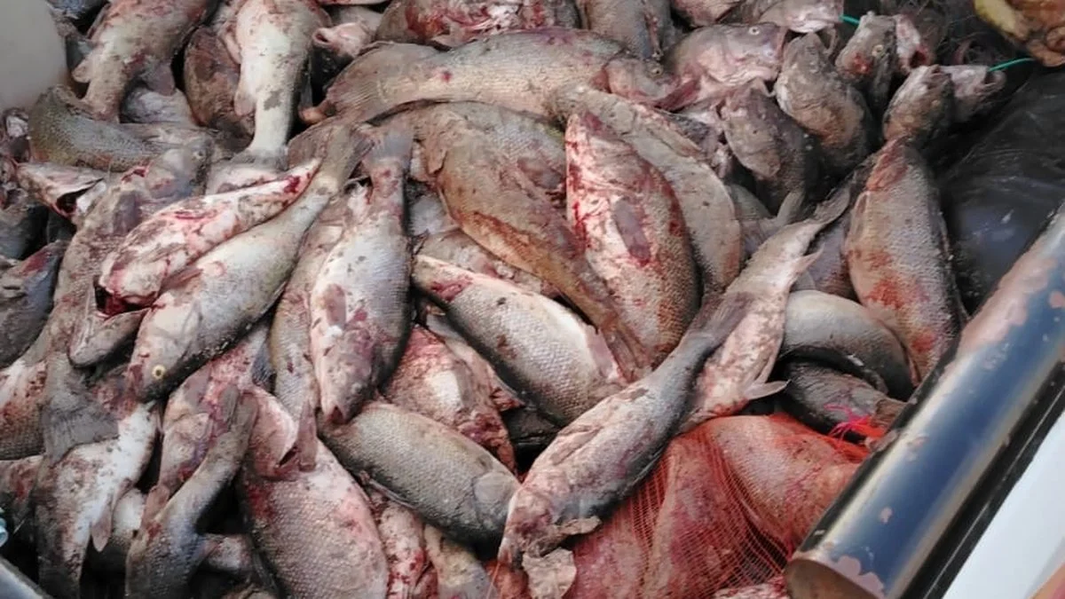 Pesca furtiva de cientos de truchas