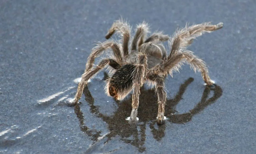 Tarántulas en el Doradillo foto FOTERO PATAGÓNICO