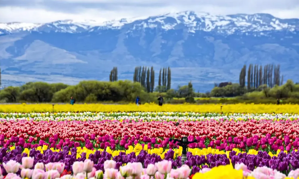 Campo de tulipanes en Trevelin