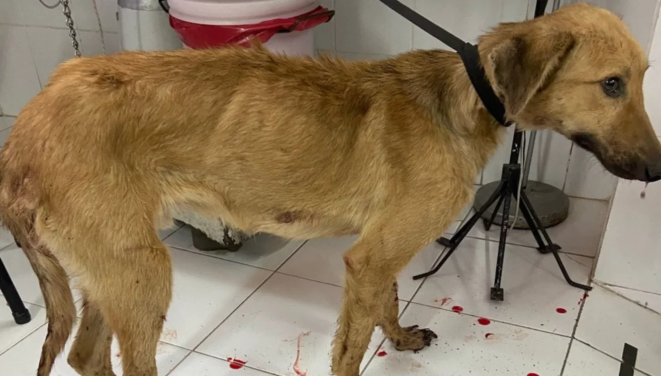 Perro envenenado-