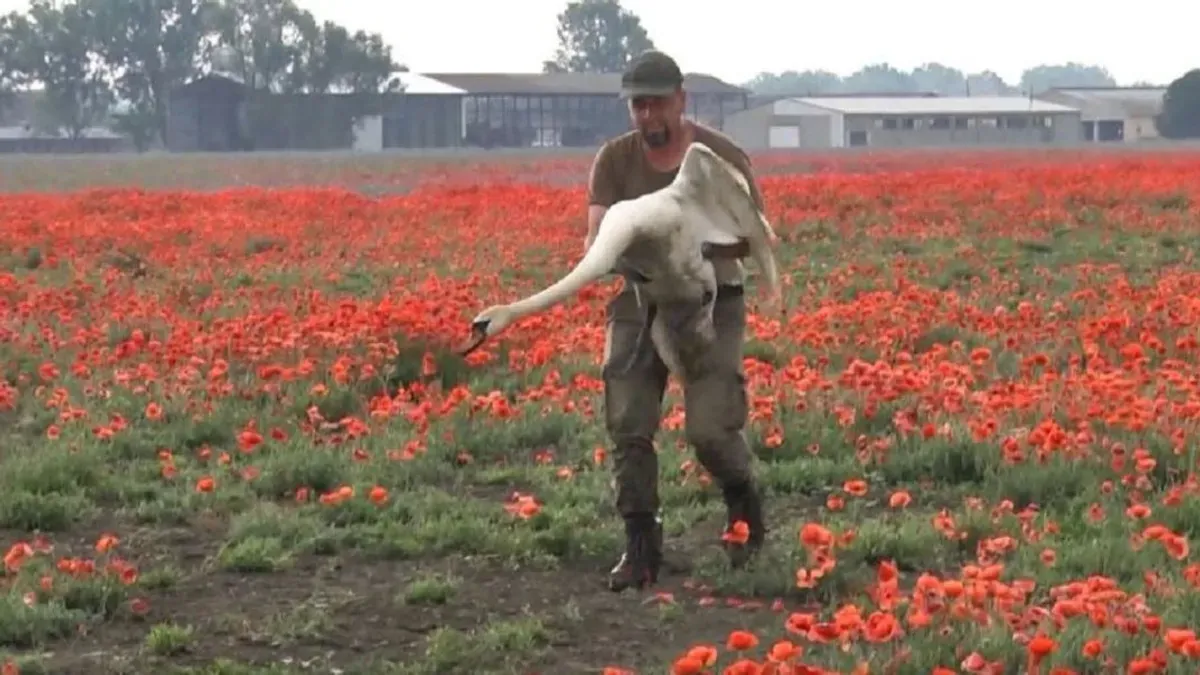 CISNES DROGADOS EN ESLOVAQUIA