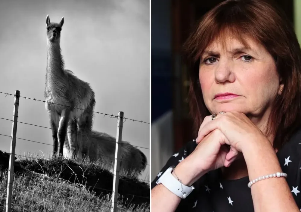 Los guanacos y Bullrich y una asociación impensada