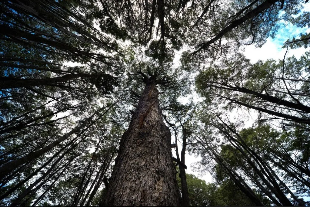 bosques