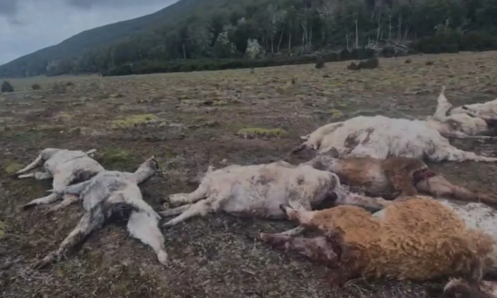 Perros atacaron a llamas en Tierra del Fuego. Foto Crítica Sur