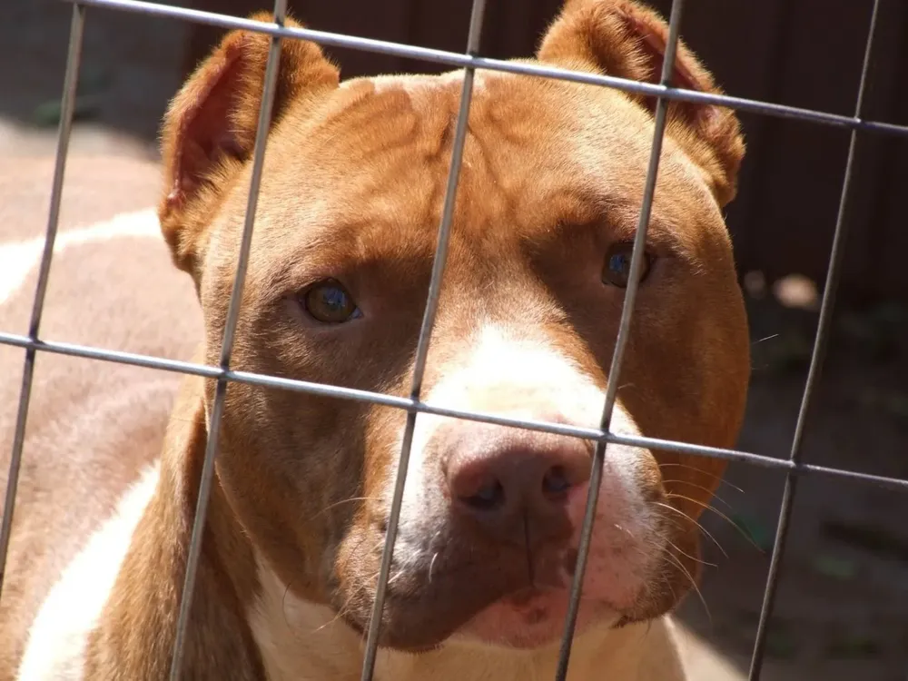 Perro raza Pitbull