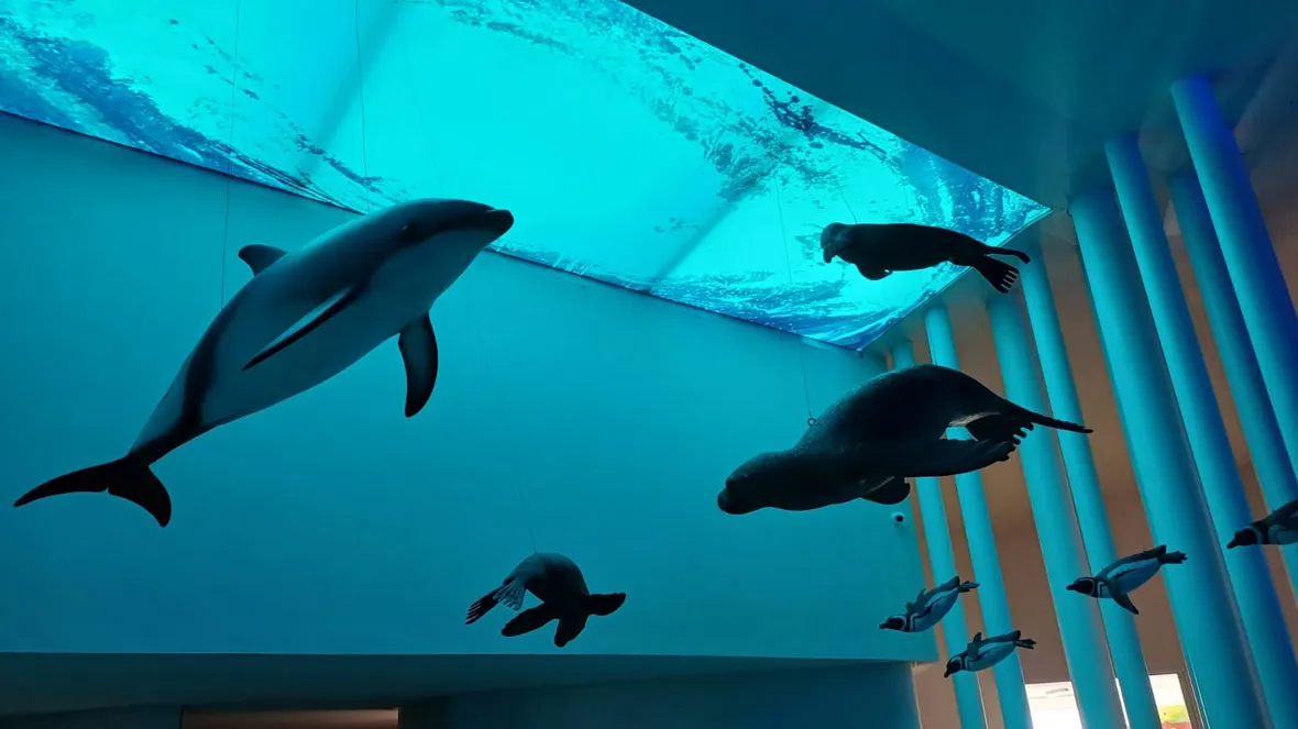 itsmo ameghina nuevo