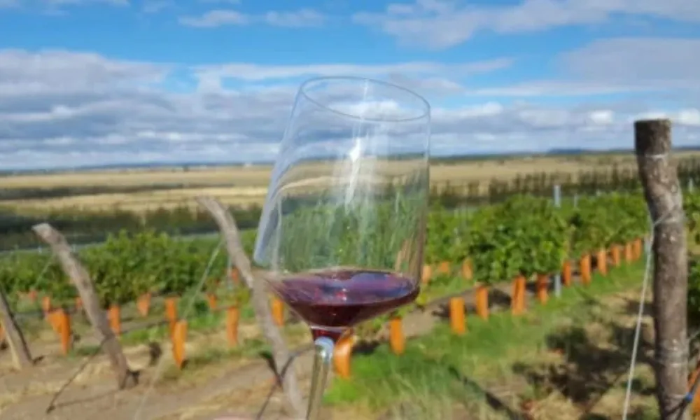Vinos de Chubut