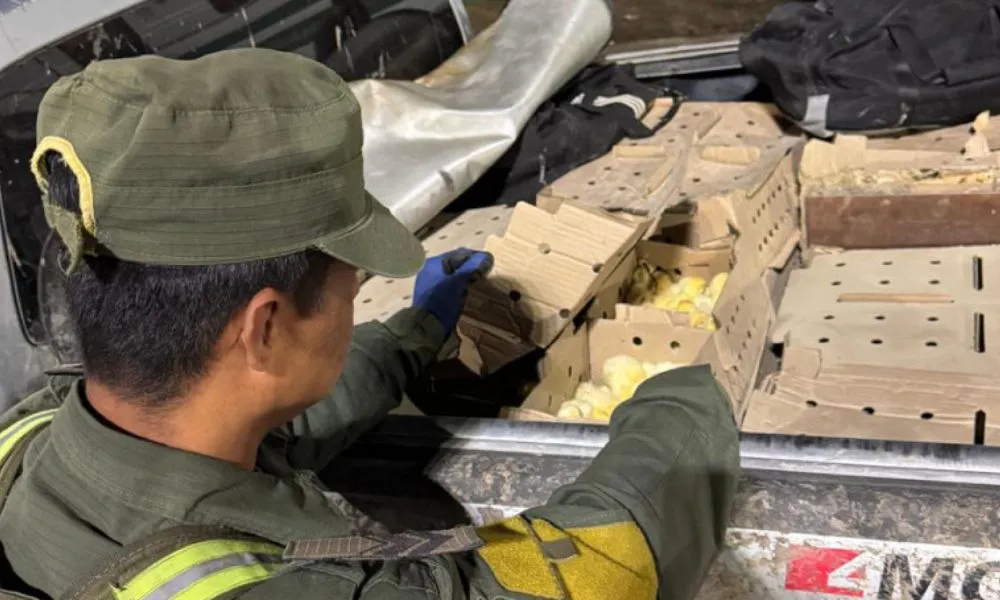 Interceptan en Chaco una camioneta con 1.900 pollitos sin aval sanitario