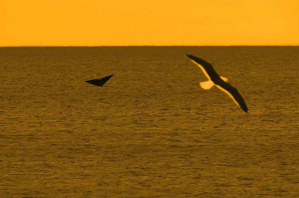 Ballena y gaviota por Fotero Patagónico
